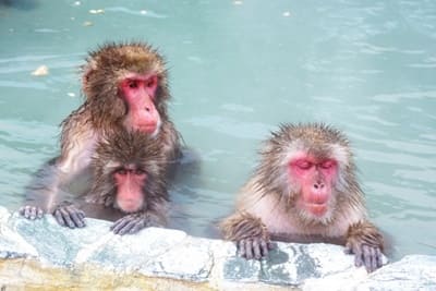 熱帯植物園のサル山温泉