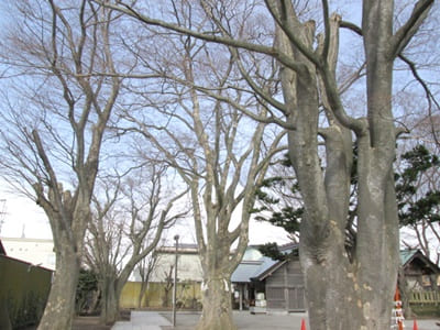 函館乃木神社境内にあるケヤキの木